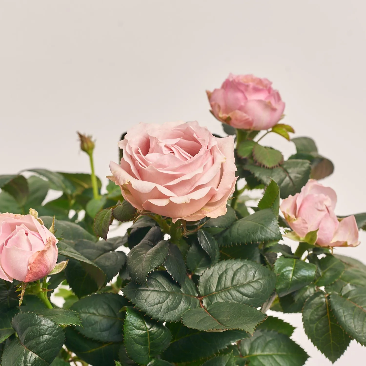 Зображення товару Троянда мікс, артикул: 1293