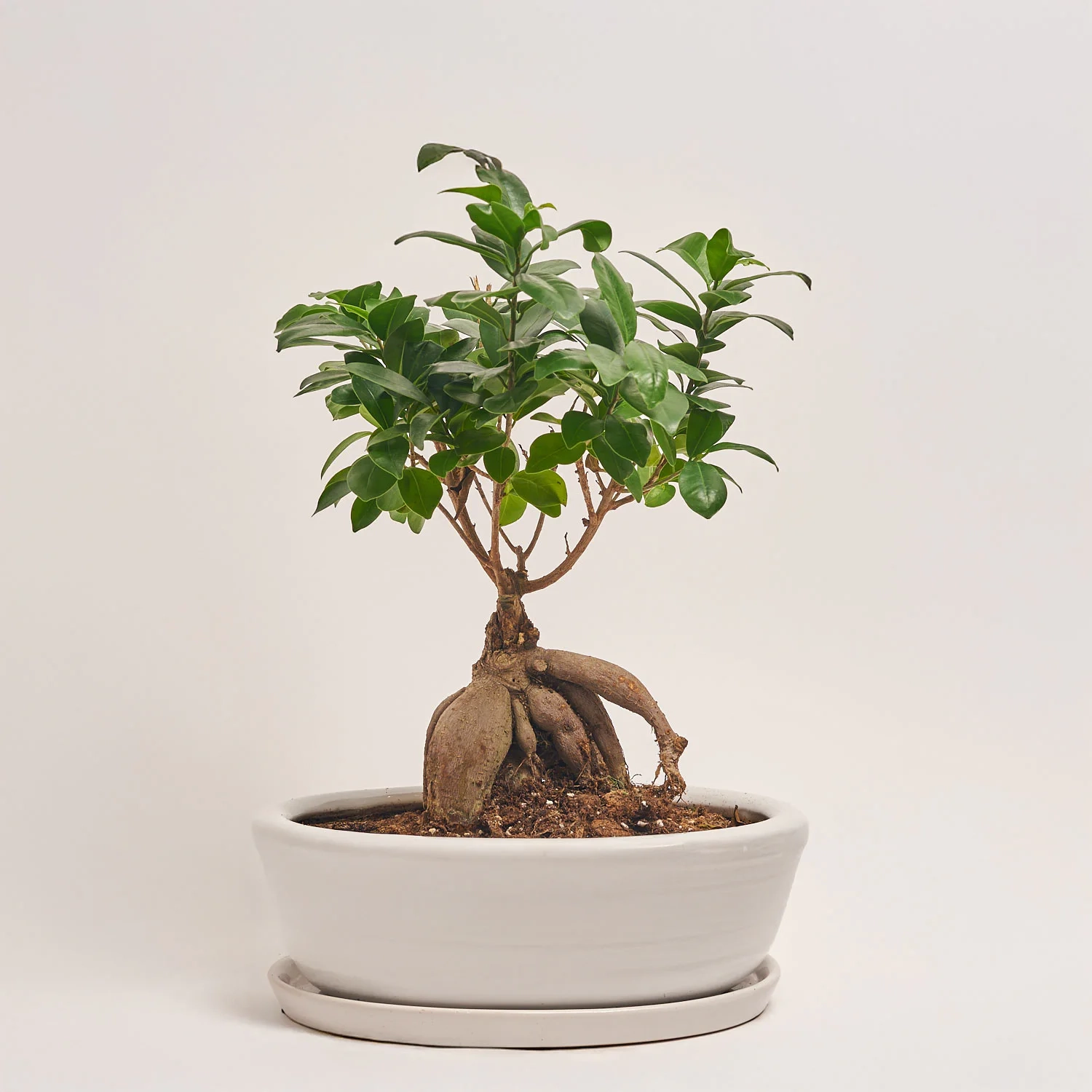 Фікус мікрокарпа Гінсенг в кер., артикул: 55184 Зображення товару Фікус мікрокарпа Гінсенг в кер., артикул: 55184