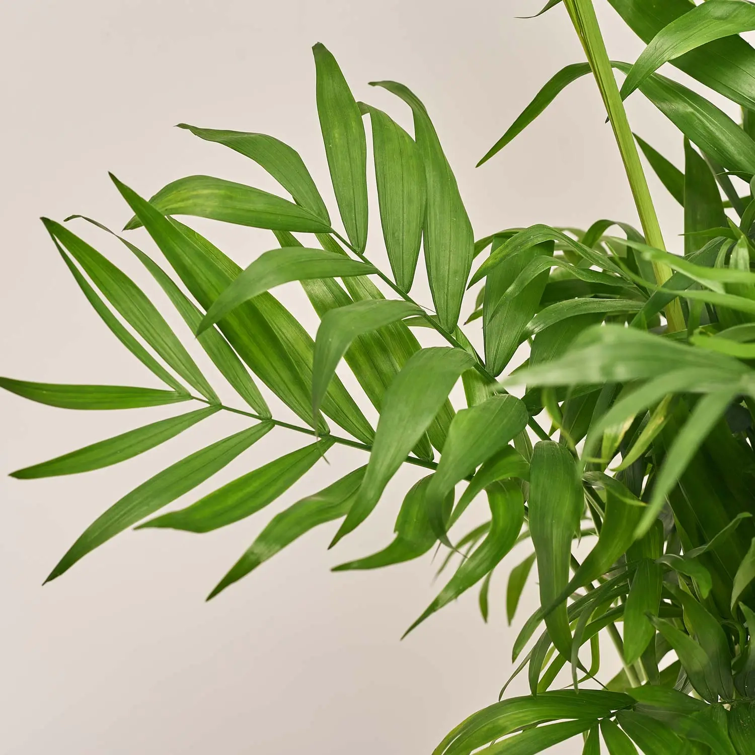 Зображення товару Хамедорея Елеганс, артикул: 54299