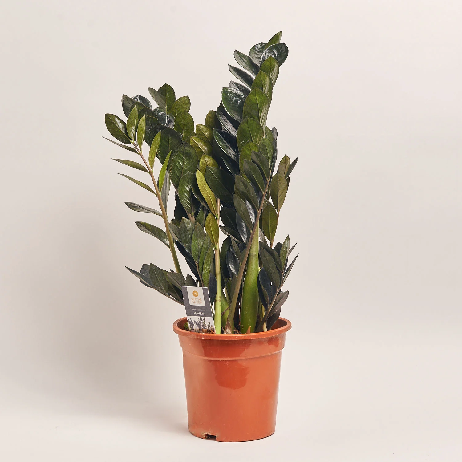 Зображення товару Заміокулькас Равен 10ст., артикул: 54949