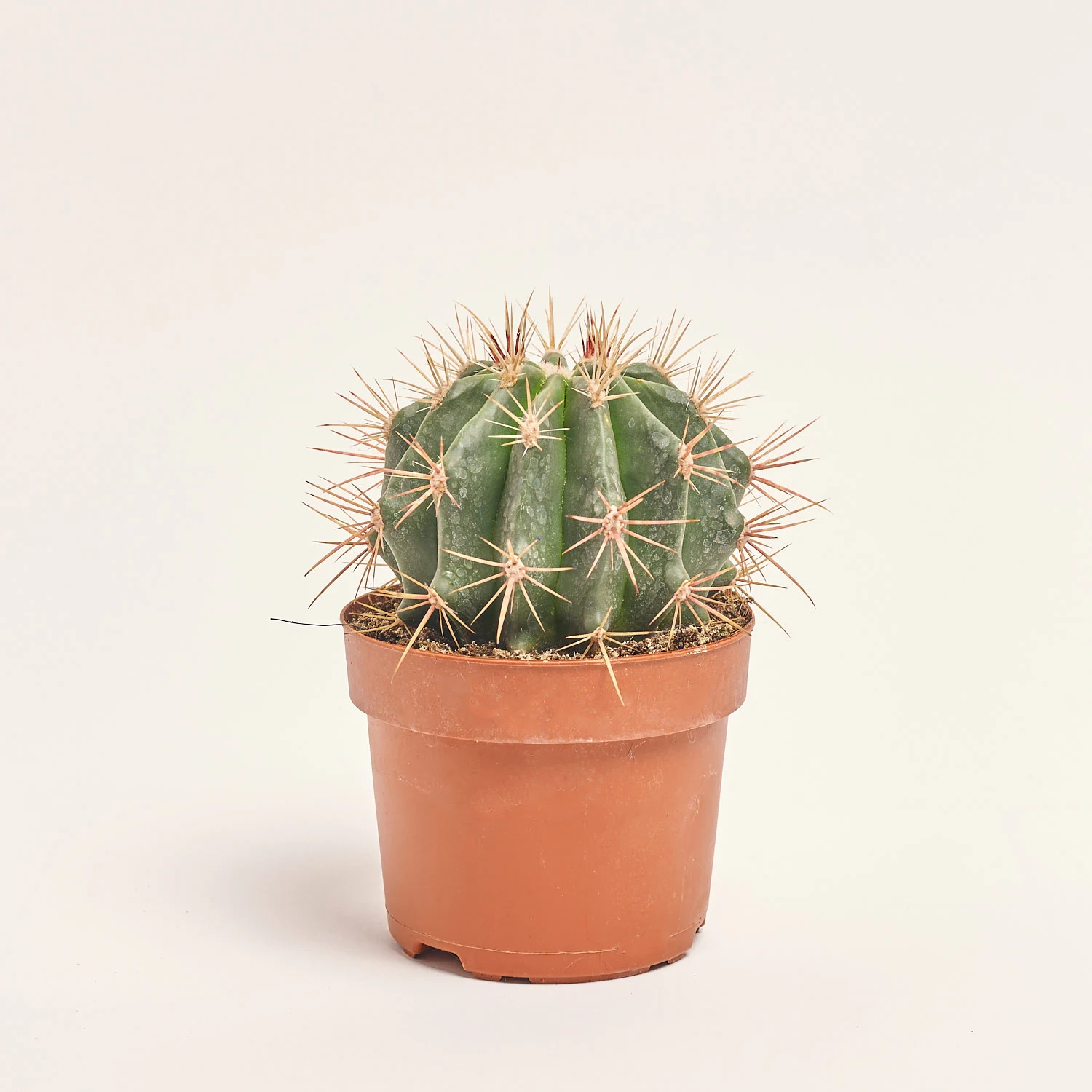 Зображення товару Кактус Бол мікс, артикул: 53324