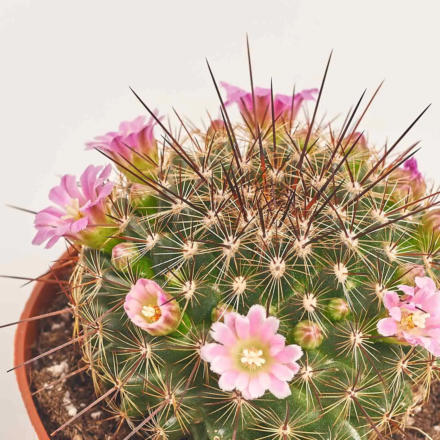 Зображення товару Сет LEGO та Кактус з квітами, артикул: 57026