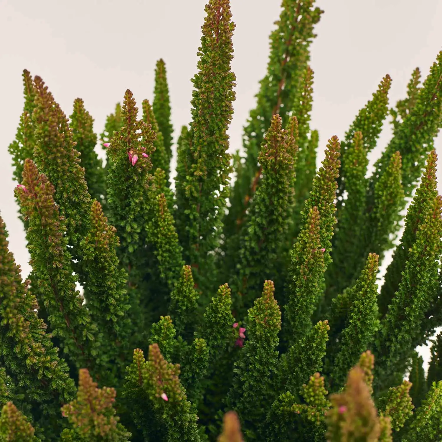 Зображення товару Калуна Скайлайн мікс, артикул: 52522