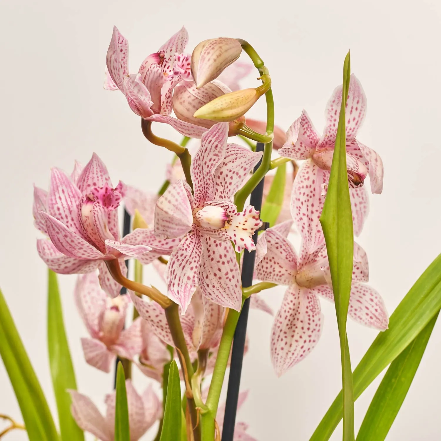 Цимбідіум мікс 4ст., артикул: 31271 Зображення товару Цимбідіум мікс 4ст., артикул: 31271