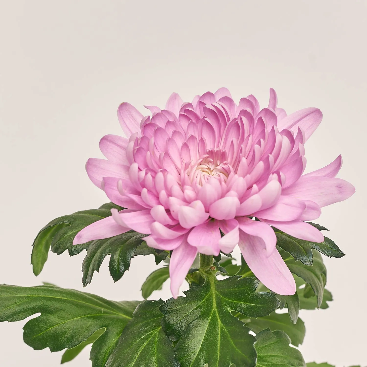 Хризантема Супернова мікс, артикул: 26451 Зображення товару Хризантема Супернова мікс, артикул: 26451