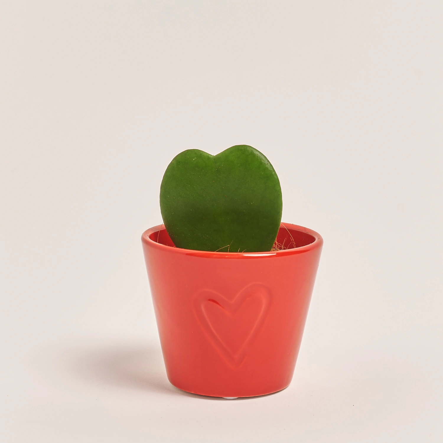 Зображення товару Хойя Керрі в кер., артикул: 55643