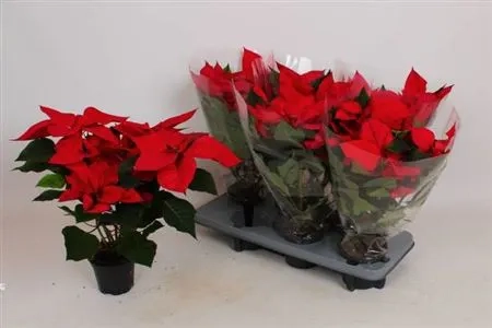 Зображення товару Пуансетія Марс, артикул: 54051