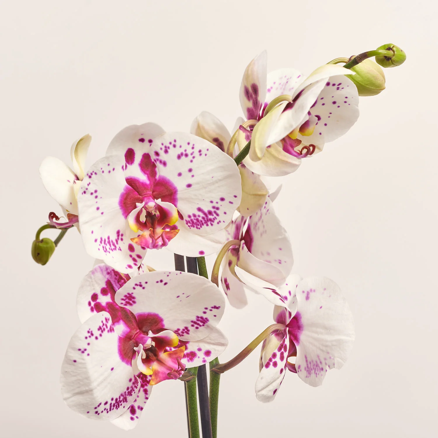 Зображення товару Фаленопсис Гранді Пікасо 2ст., артикул: 35075