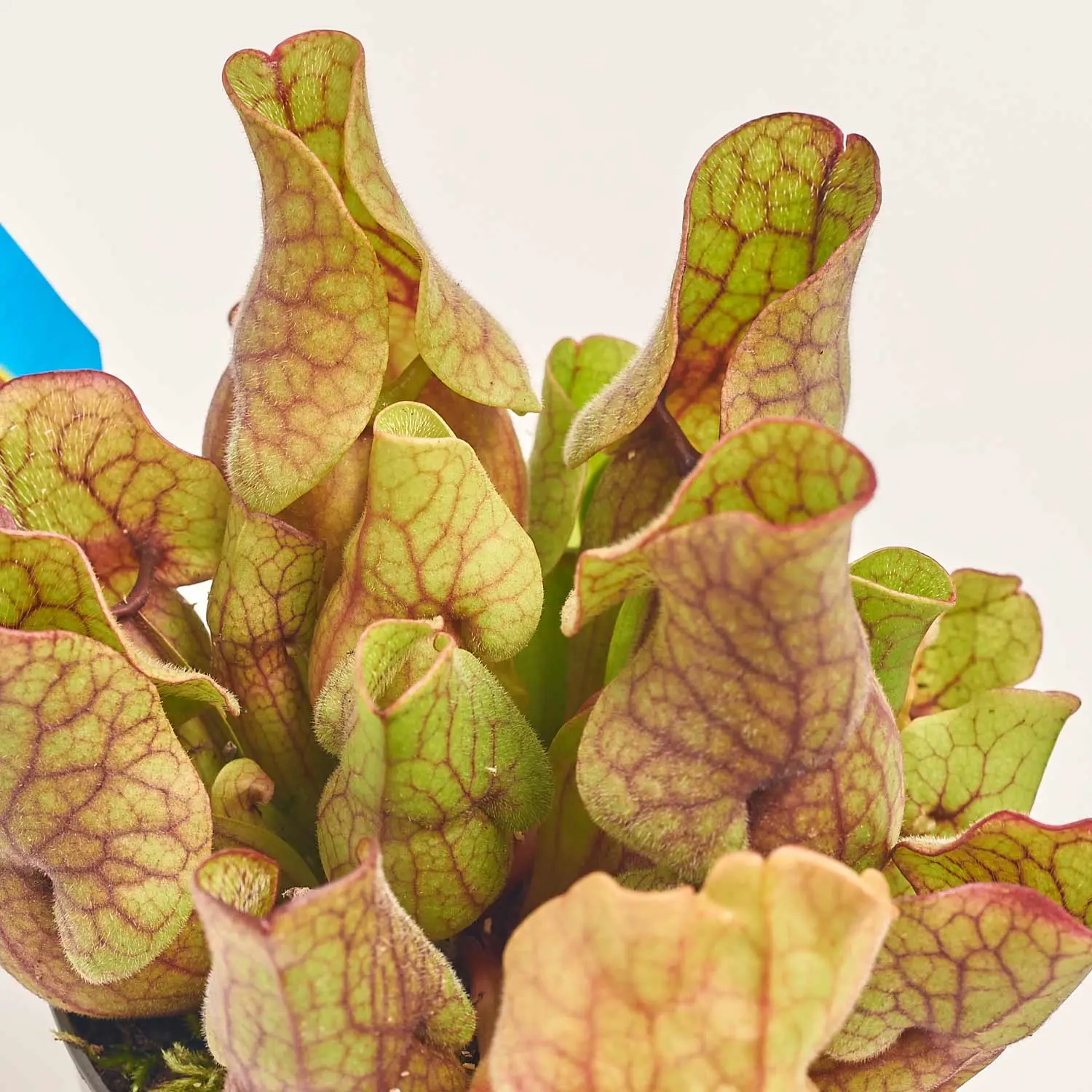 Зображення товару Сет LEGO та Сараценія, артикул: 57038