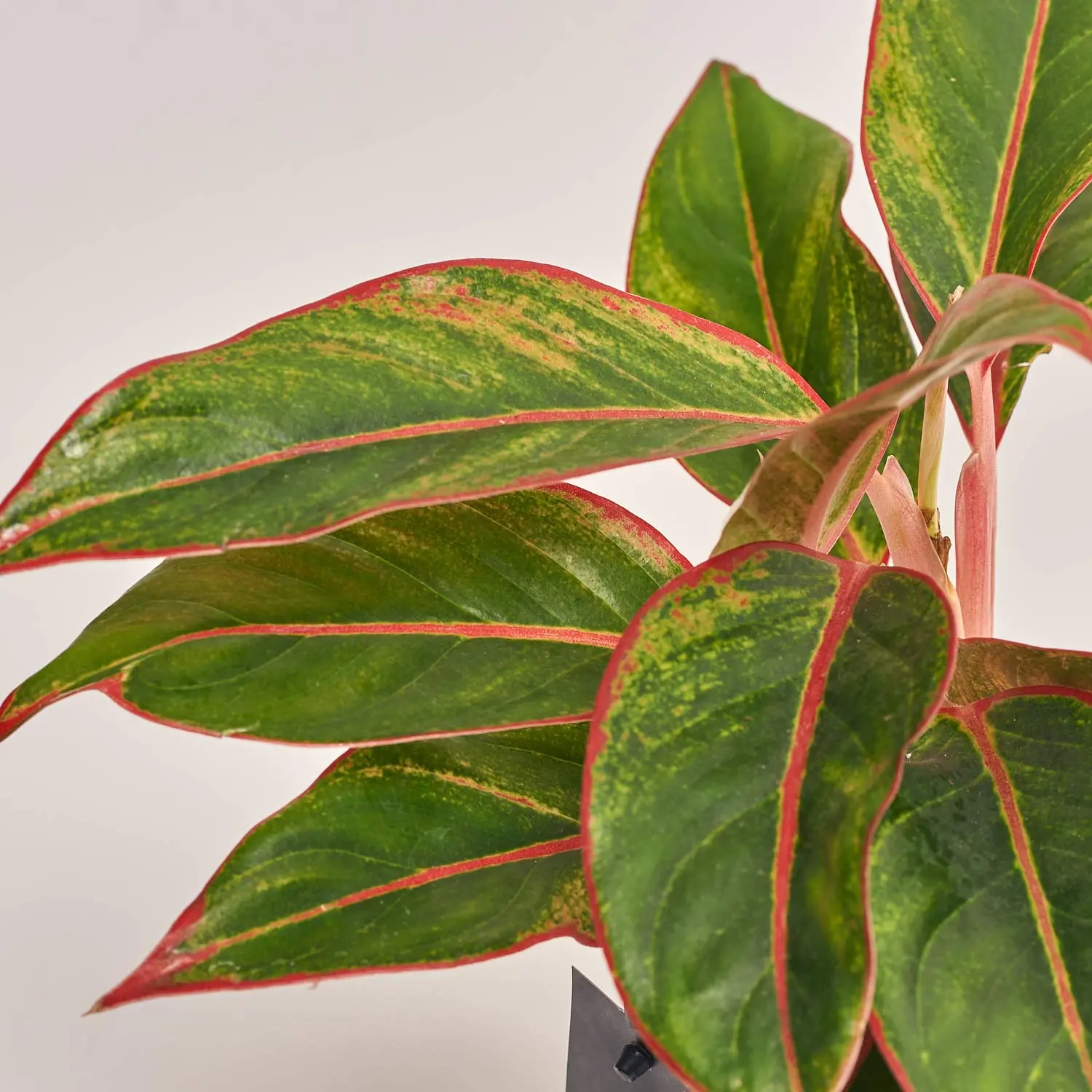 Аглаонема Колор мікс, артикул: 33155 Зображення товару Аглаонема Колор мікс, артикул: 33155