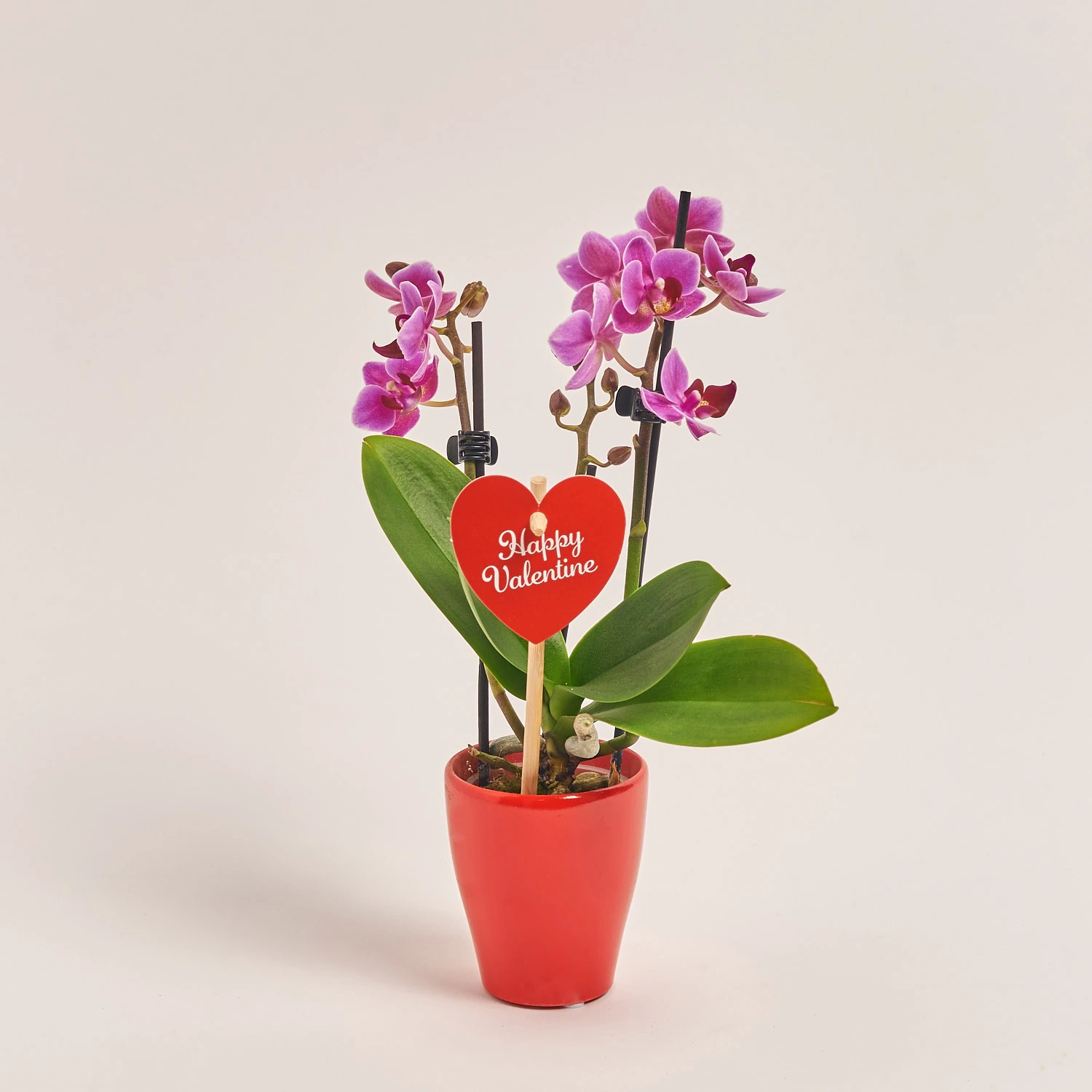 Зображення товару Фаленопсис міні 2ст. рожевий, артикул: 55521