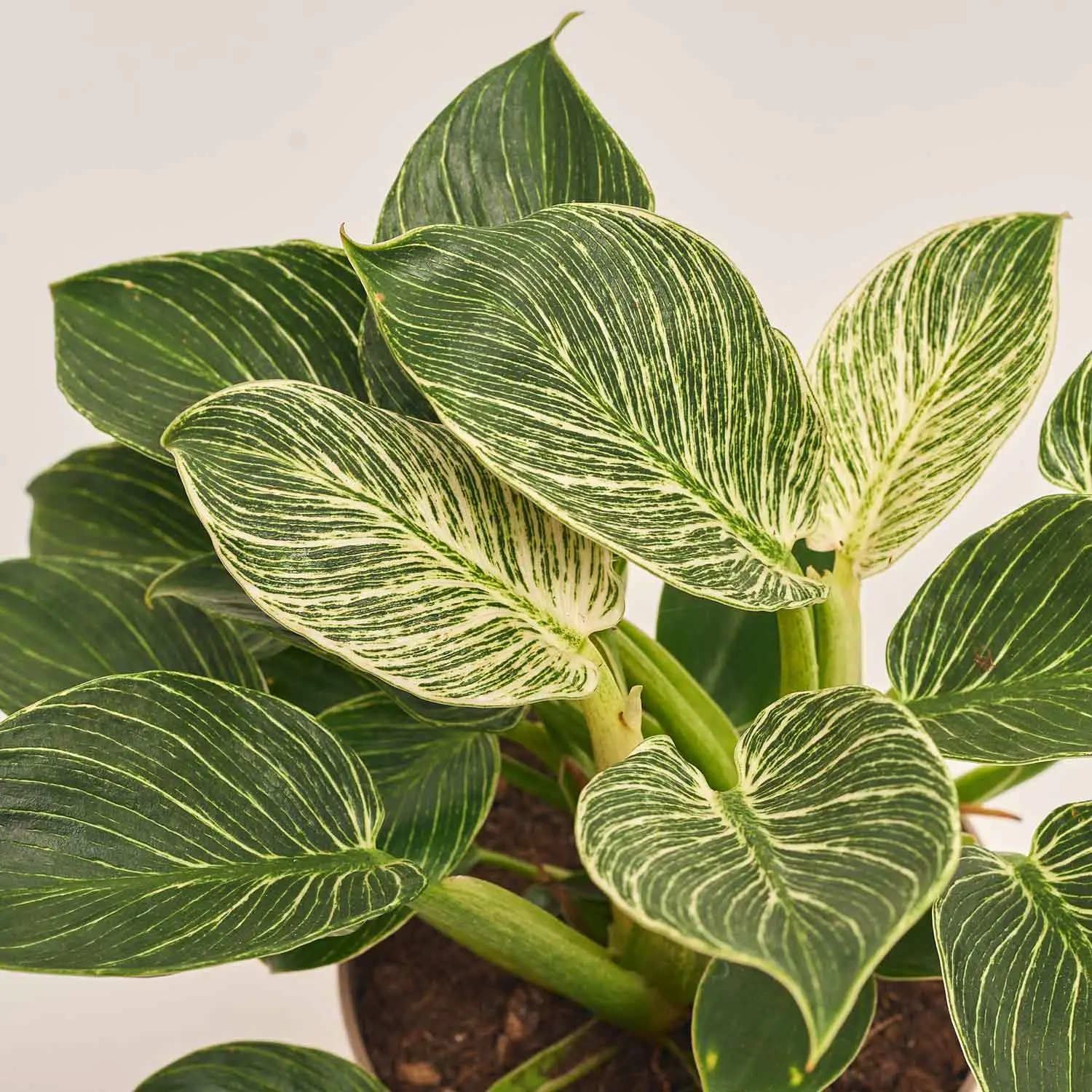 Філодендрон Біркін, артикул: 38845 Зображення товару Філодендрон Біркін, артикул: 38845