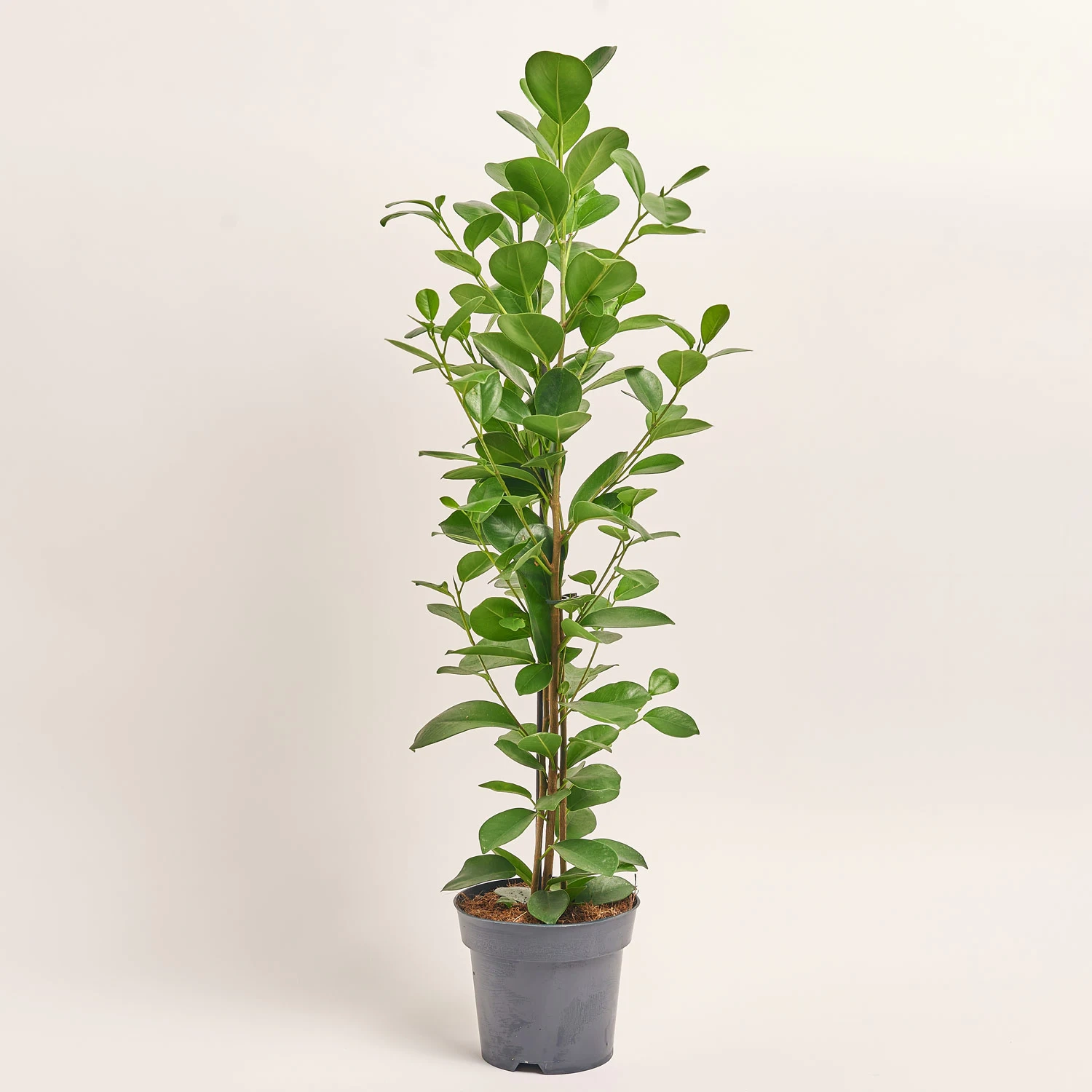 Зображення товару Фікус мікрокарпа Моклейм, артикул: 51624