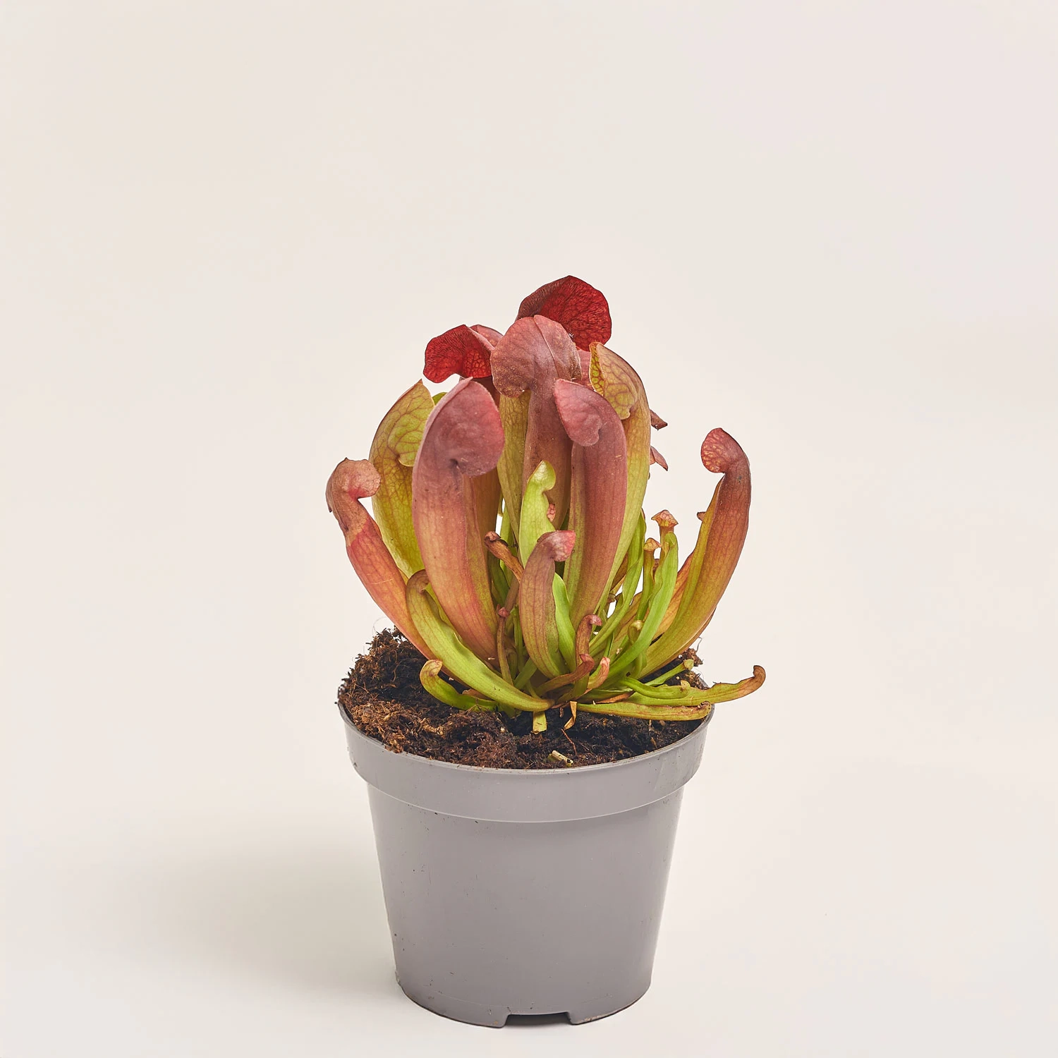 Сараценія, артикул: 19653 Зображення товару Сараценія, артикул: 19653