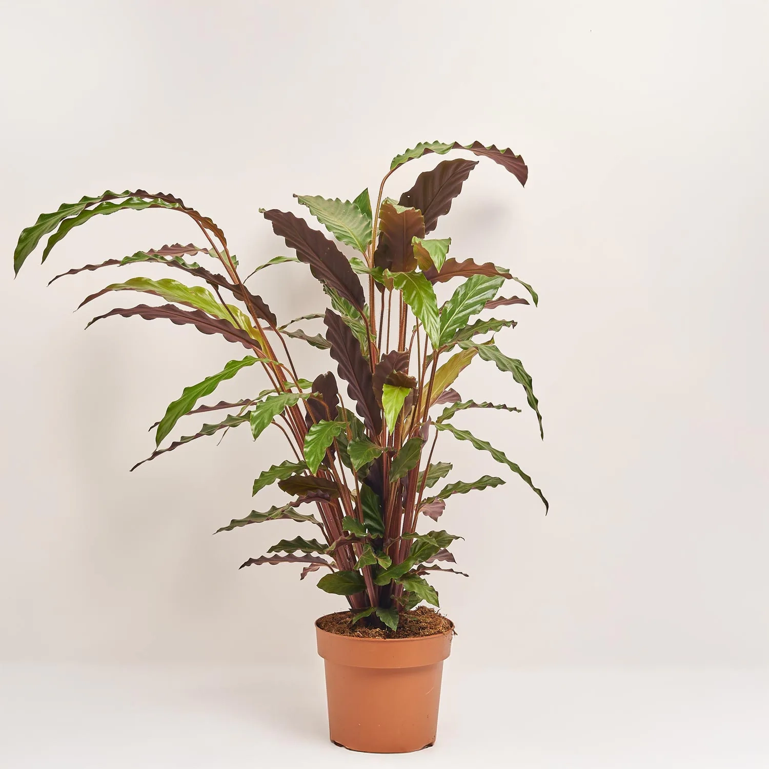 Калатея Руф, артикул: 52199 Зображення товару Калатея Руф, артикул: 52199