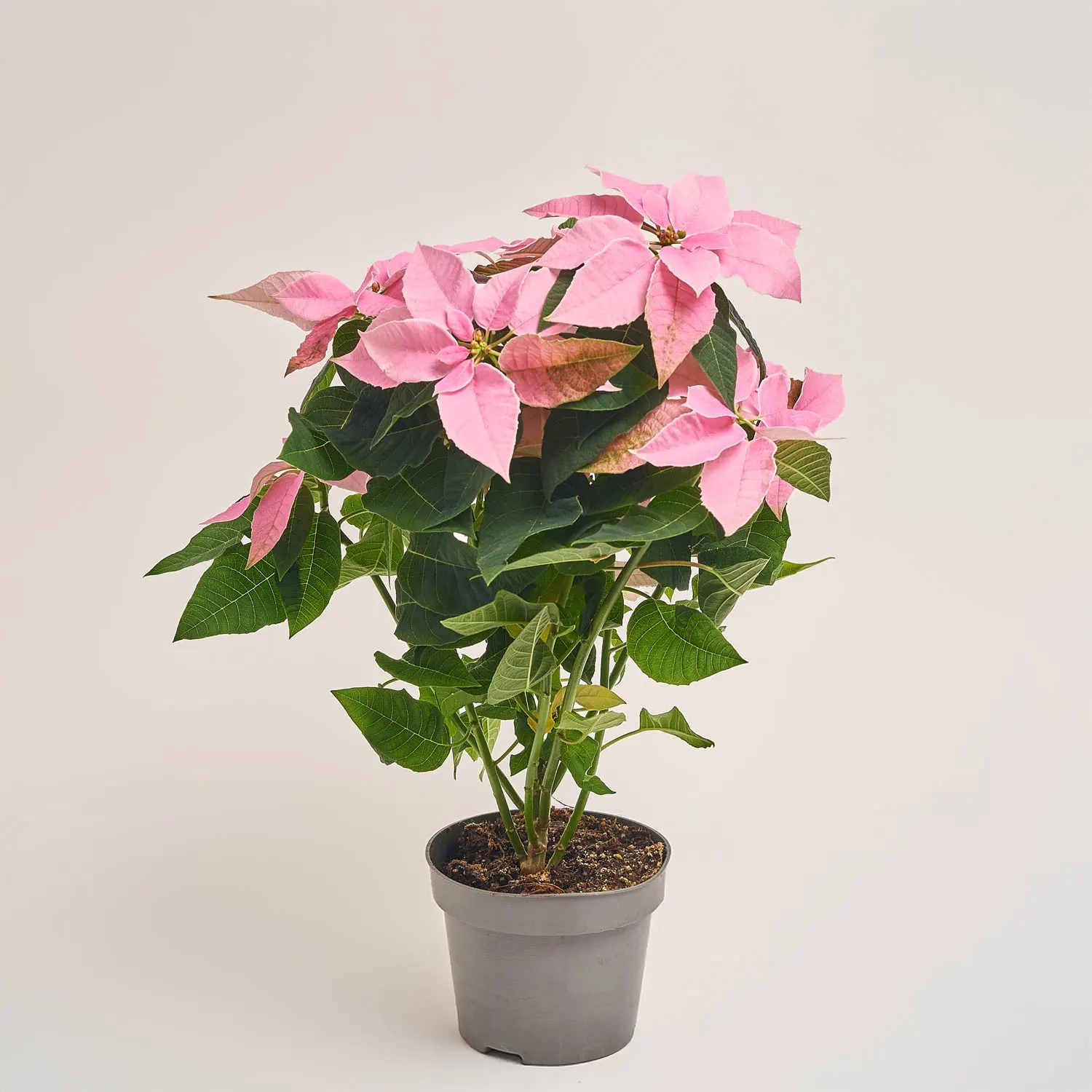 Зображення товару Пуансетія мікс, артикул: 3680