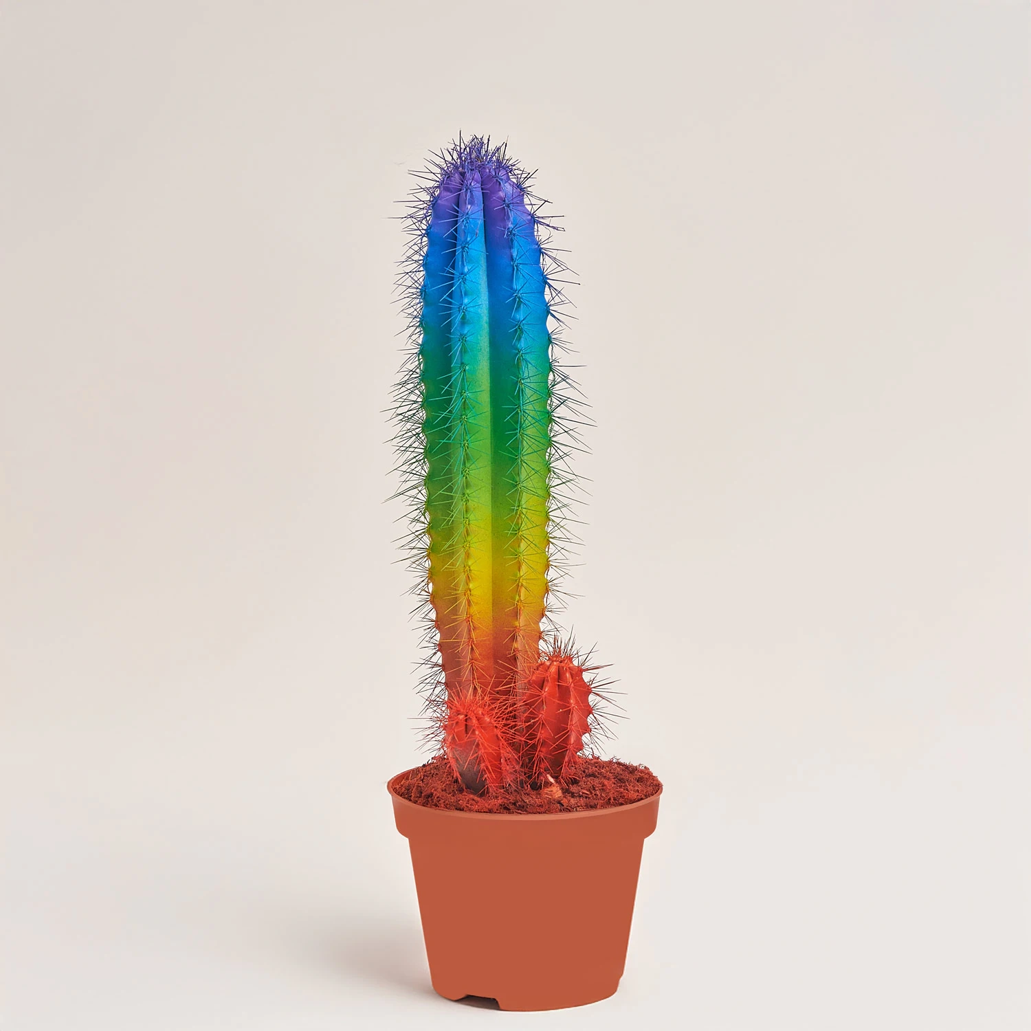 Зображення товару Кактус Рейнбов "Zuil" Спешл, артикул: 52324