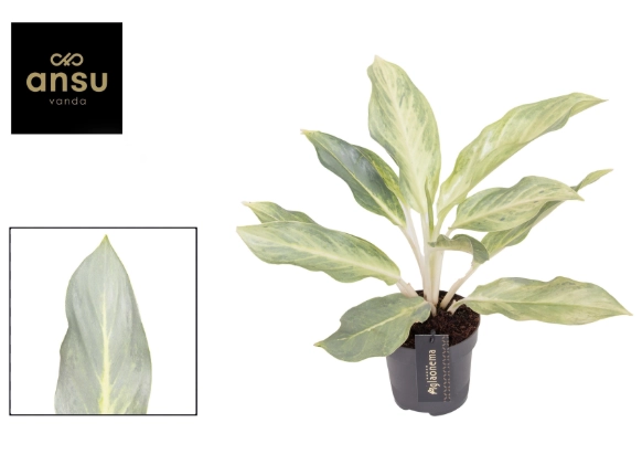 Зображення товару Аглаонема Аква Грін, артикул: 57163