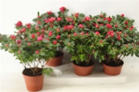 Азалія червона, артикул: 56391 Зображення товару Азалія червона, артикул: 56391