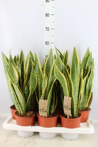 Сансевієрія Лауренті, артикул: 1395 Зображення товару Сансевієрія Лауренті, артикул: 1395