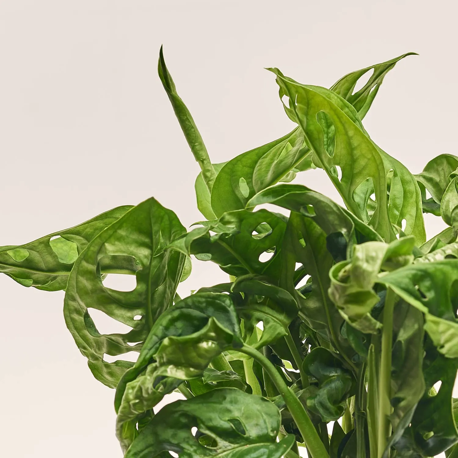 Монстера Адансона, артикул: 52477 Зображення товару Монстера Адансона, артикул: 52477