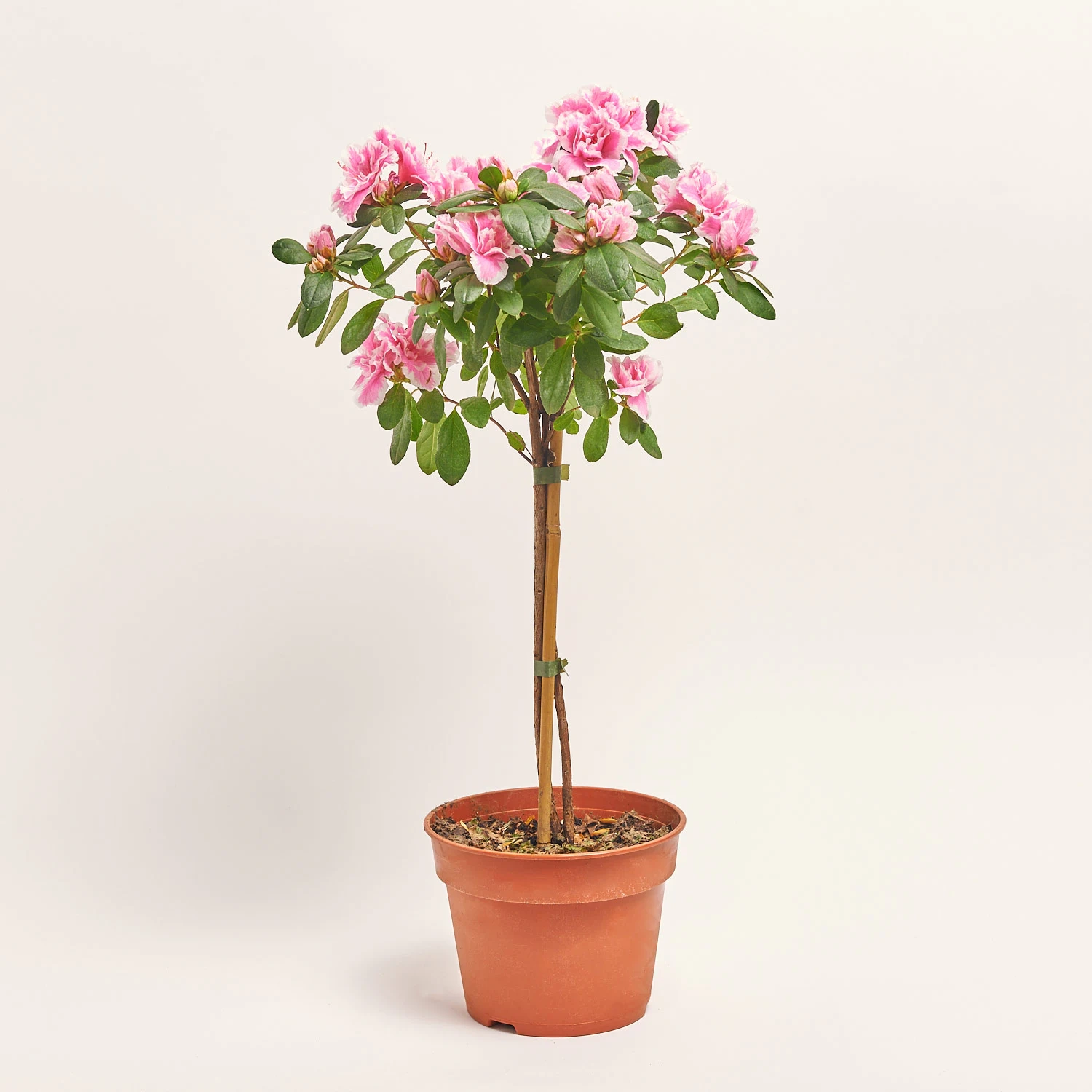 Азалія мікс штам., артикул: 25148 Зображення товару Азалія мікс штам., артикул: 25148