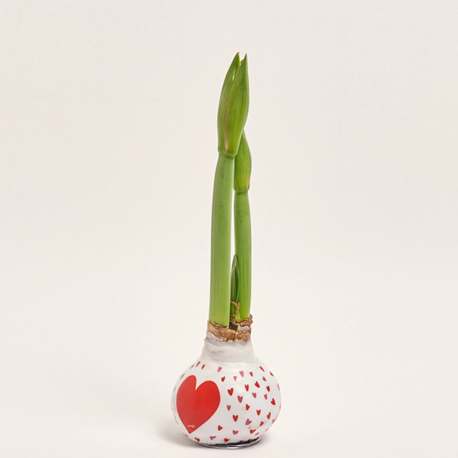 Зображення товару Амариліс у воску серце, артикул: 45320