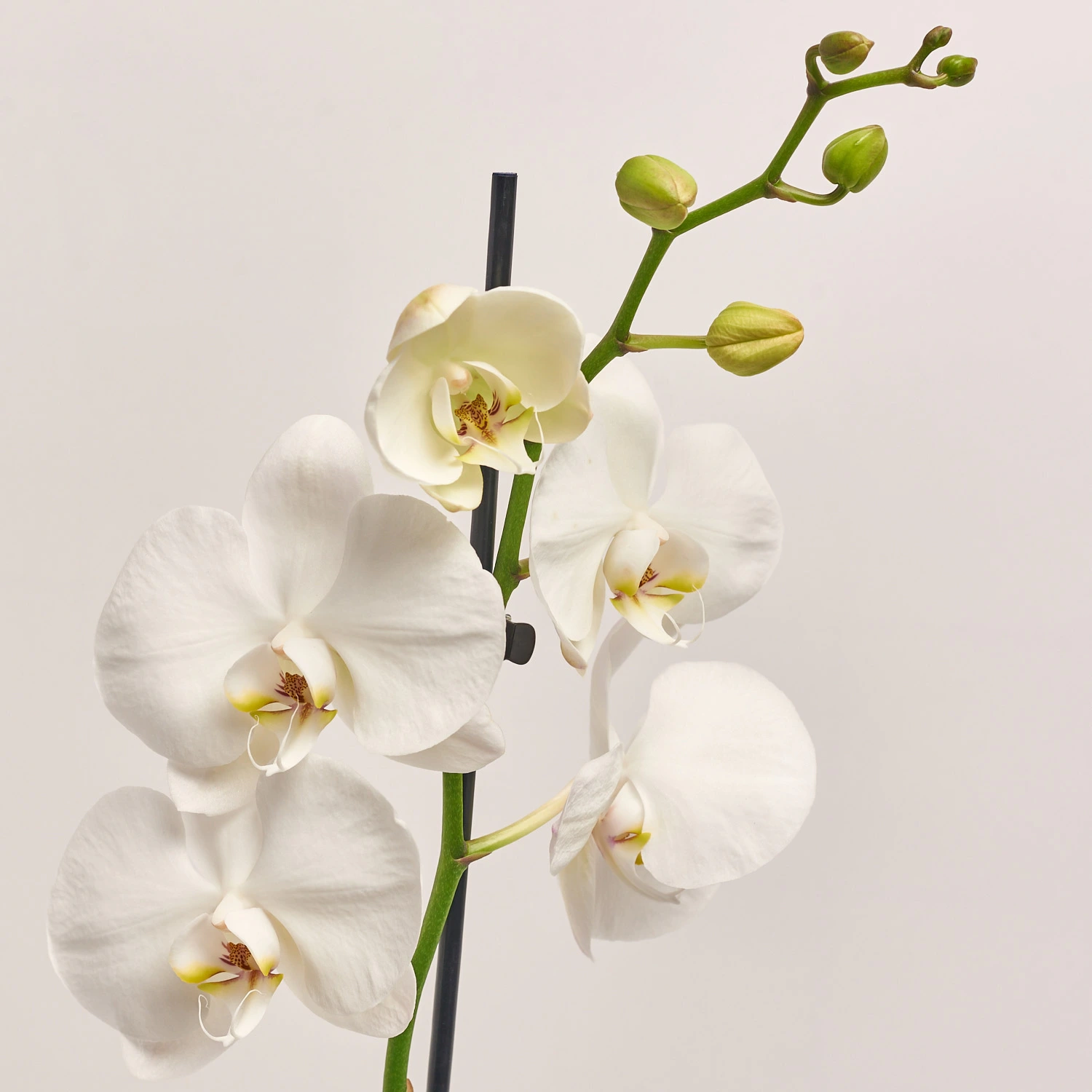 Зображення товару Фаленопсис 1ст. мікс, артикул: 17941