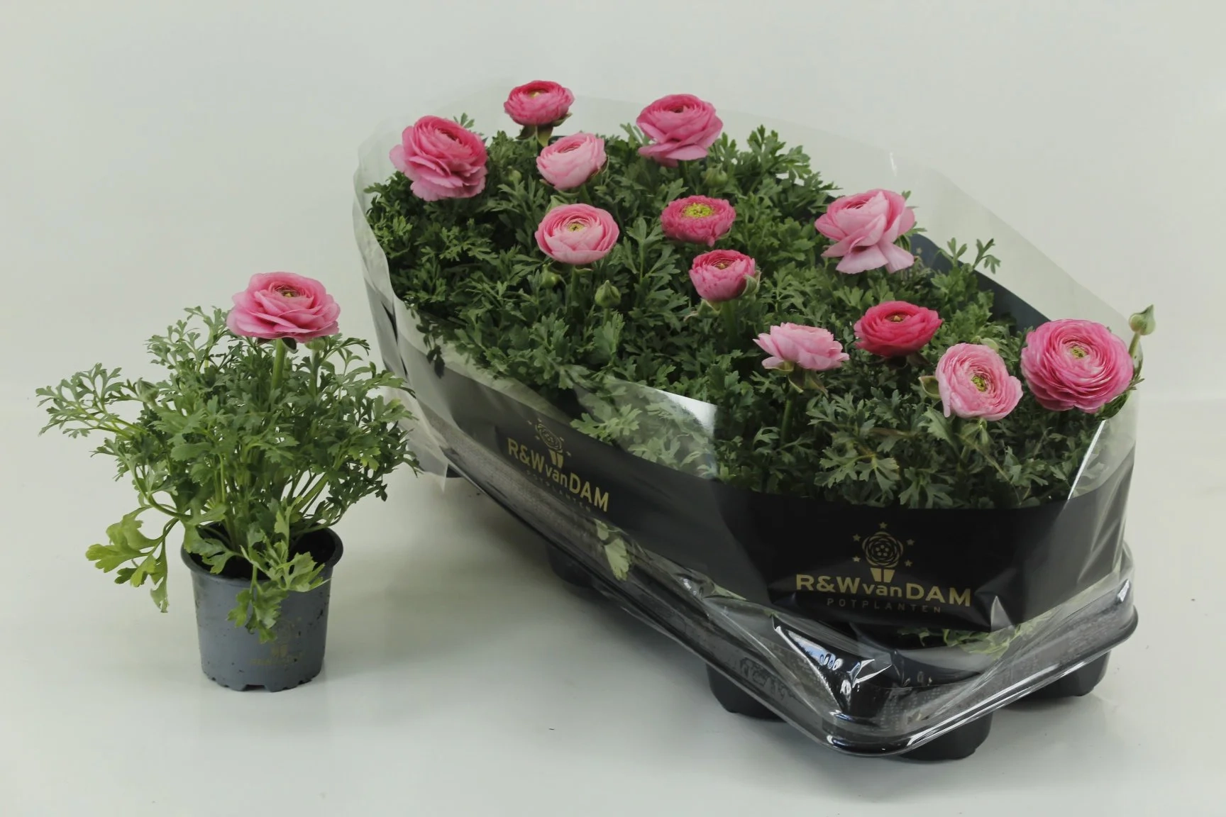 Зображення товару Ранункулус рожевий, артикул: 56726