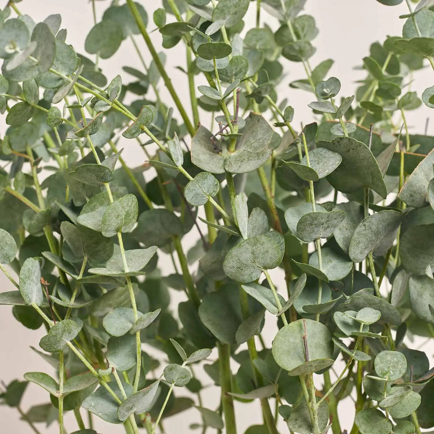 Евкаліпт Гунні Азура, артикул: 53455 Зображення товару Евкаліпт Гунні Азура, артикул: 53455