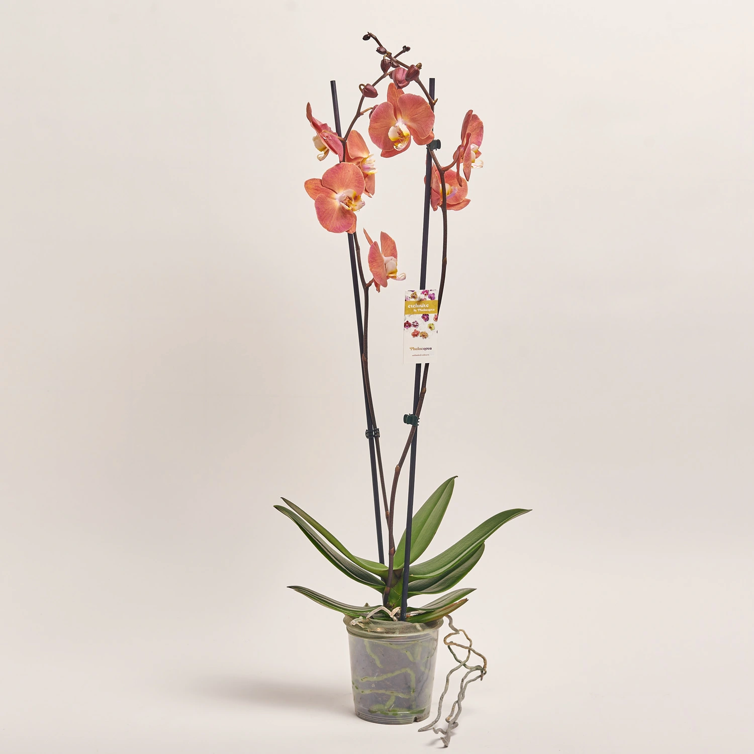 Зображення товару Фаленопсис 2ст. мікс, артикул: 18519