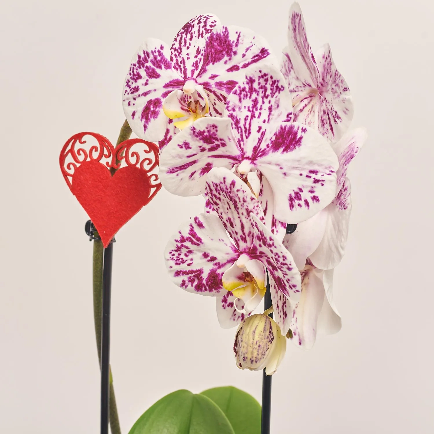 Зображення товару Фаленопсис каскад 1ст. мікс в кер., артикул: 55295