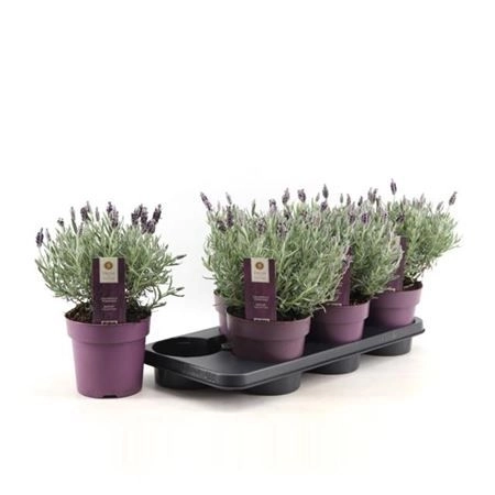 Зображення товару Лаванда Сільвер Анук, артикул: 26341