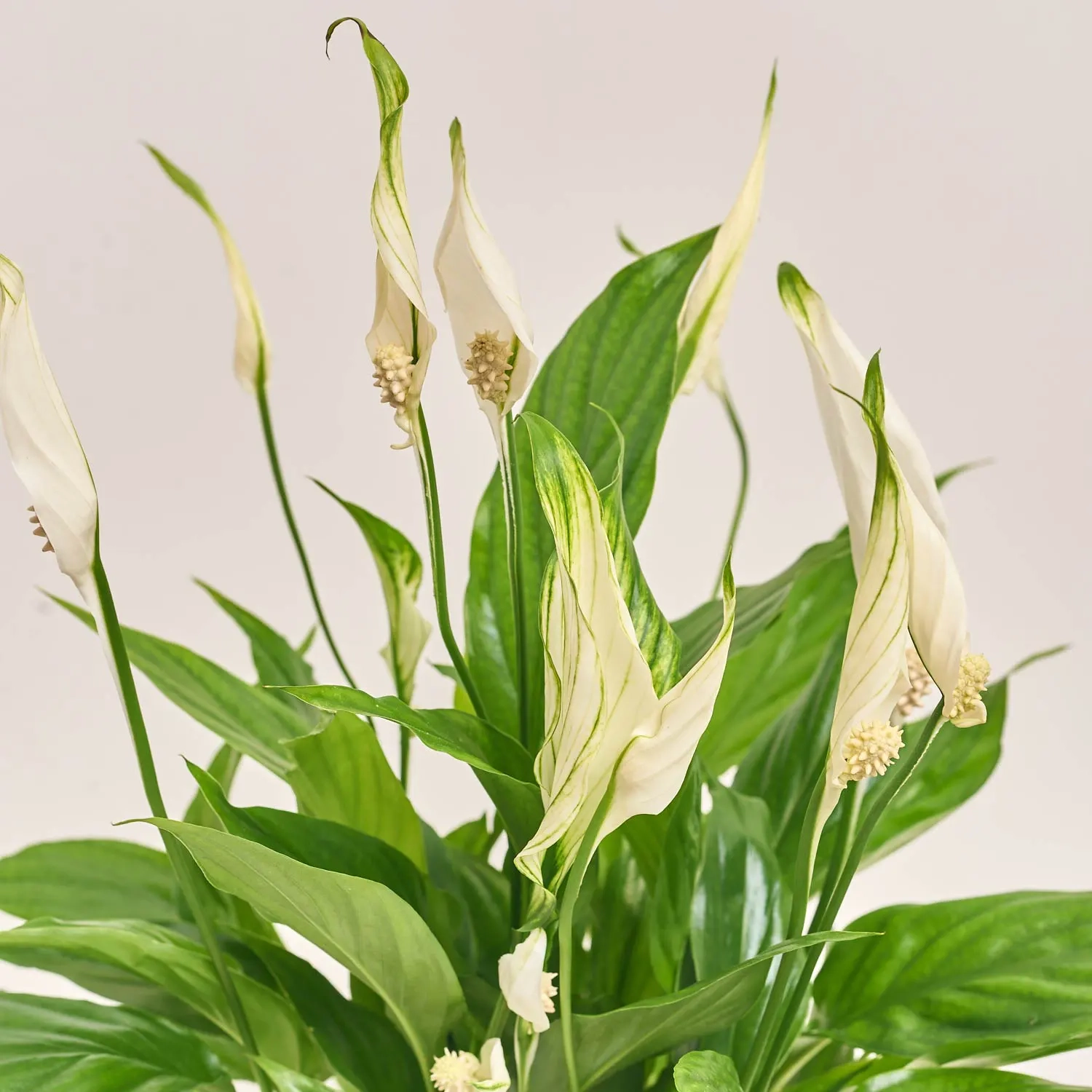 Зображення товару Спатифіллум Белліні, артикул: 25743