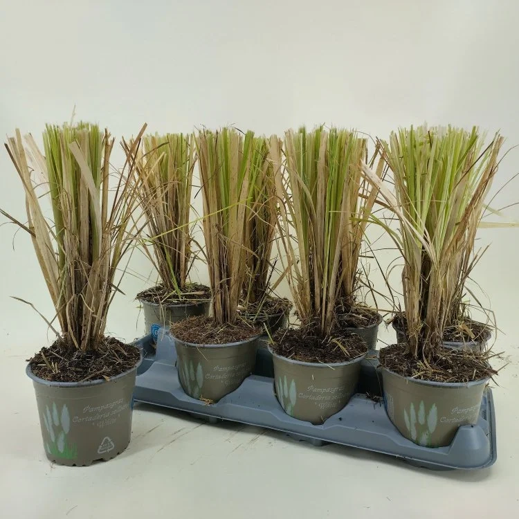 Зображення товару Кортадерія Селло, артикул: 56940