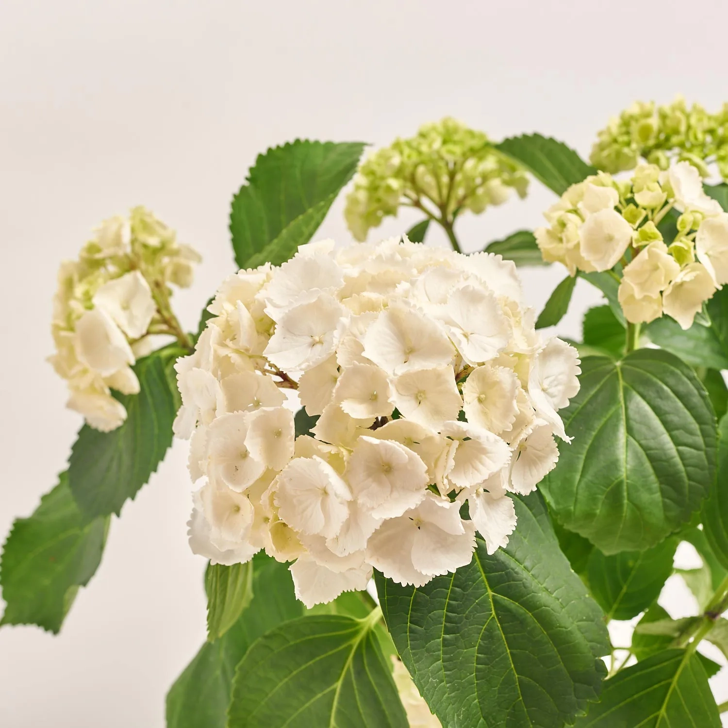 Зображення товару Гортензія біла 7ст., артикул: 56046