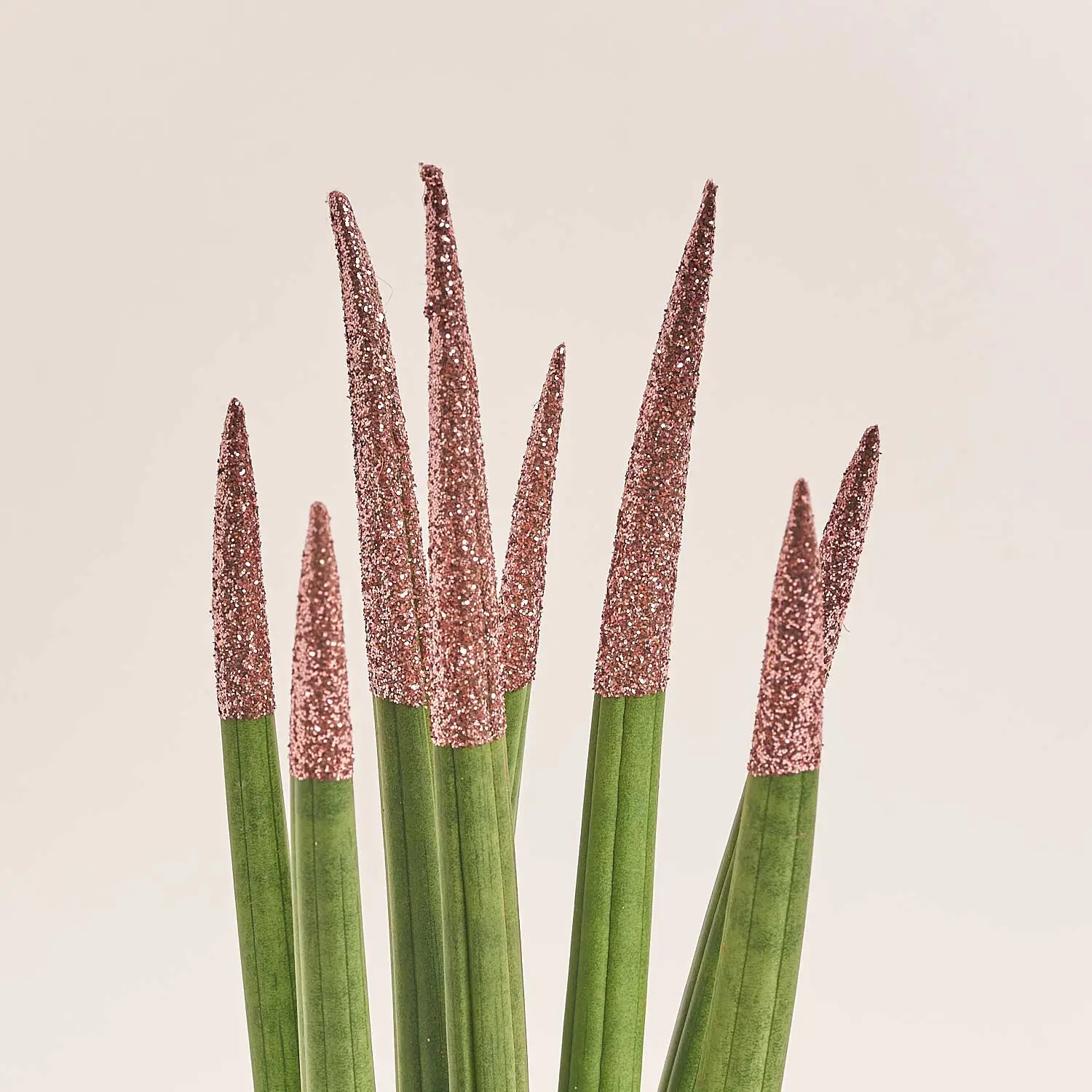 Зображення товару Сансевієрія Циліндріка гліттер в кер., артикул: 10110