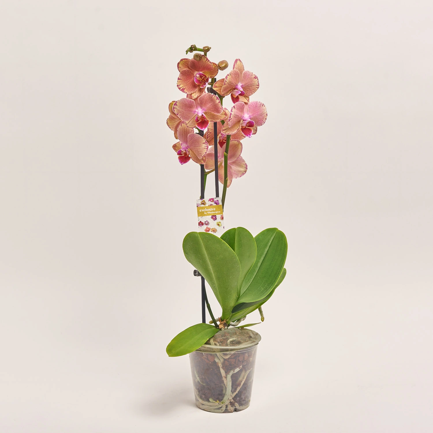 Зображення товару Фаленопсис "Пірат Пікоті" 2ст., артикул: 53878