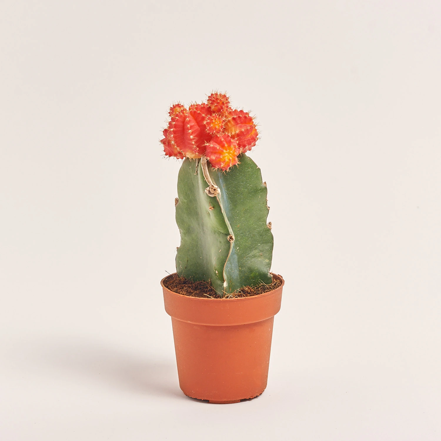 Гімнокаліциум мікс, артикул: 1470 Зображення товару Гімнокаліциум мікс, артикул: 1470