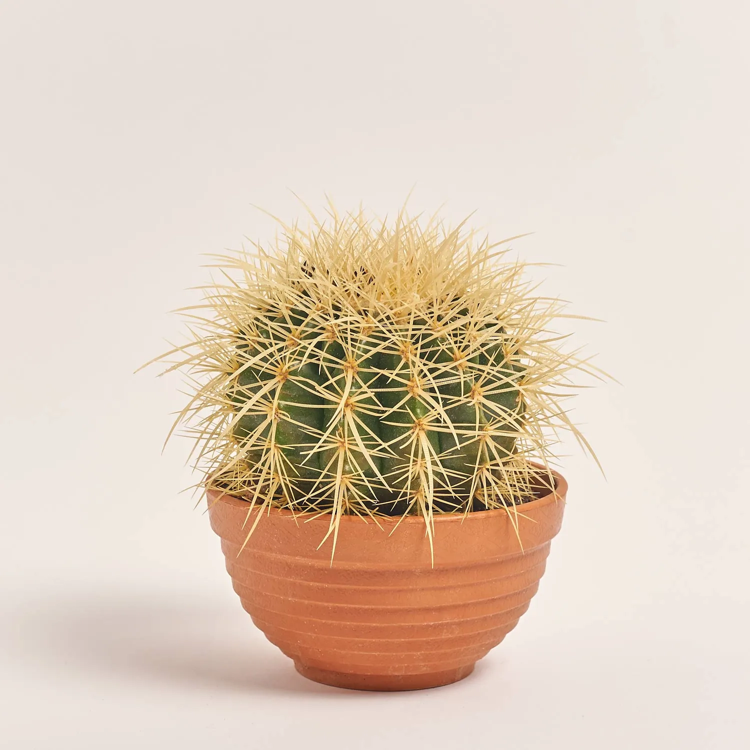 Зображення товару Кактус мікс, артикул: 56847