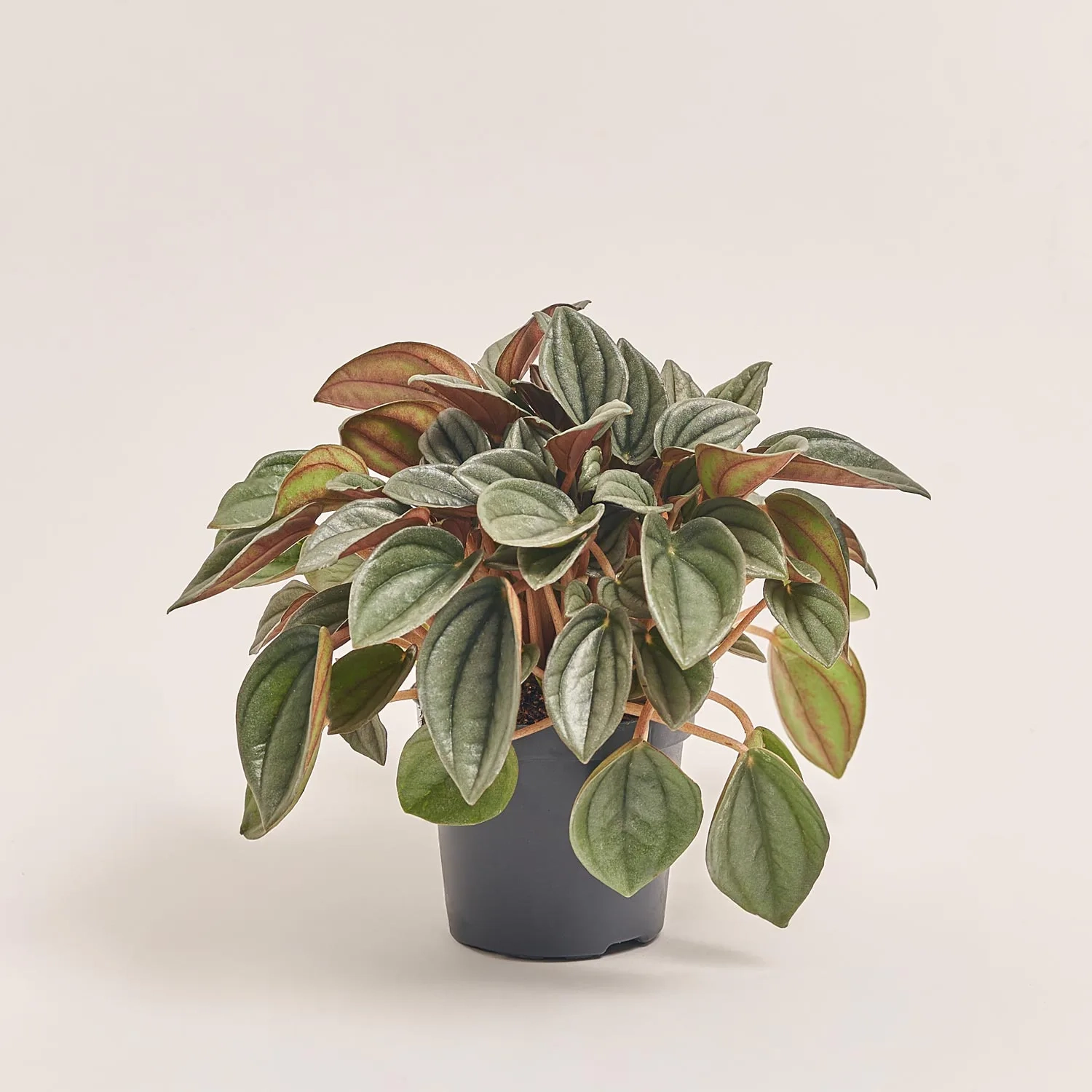 Зображення товару Пеперомія мікс, артикул: 53317