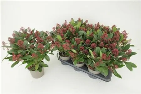 Скімія Рубелла, артикул: 54121 Зображення товару Скімія Рубелла, артикул: 54121