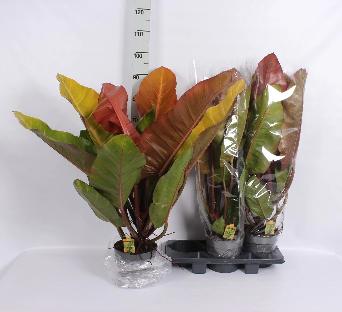 Зображення товару Філодендрон Принц Оранж, артикул: 57440