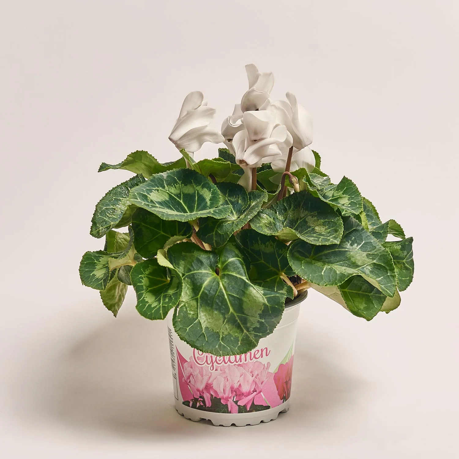 Цикламен XL мікс, артикул: 2671 Зображення товару Цикламен XL мікс, артикул: 2671