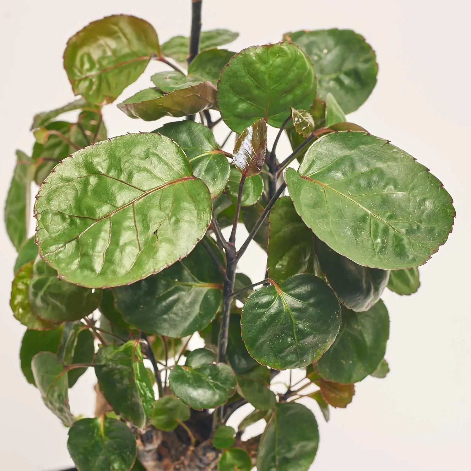 Зображення товару Полісціас Фабіан, артикул: 57000