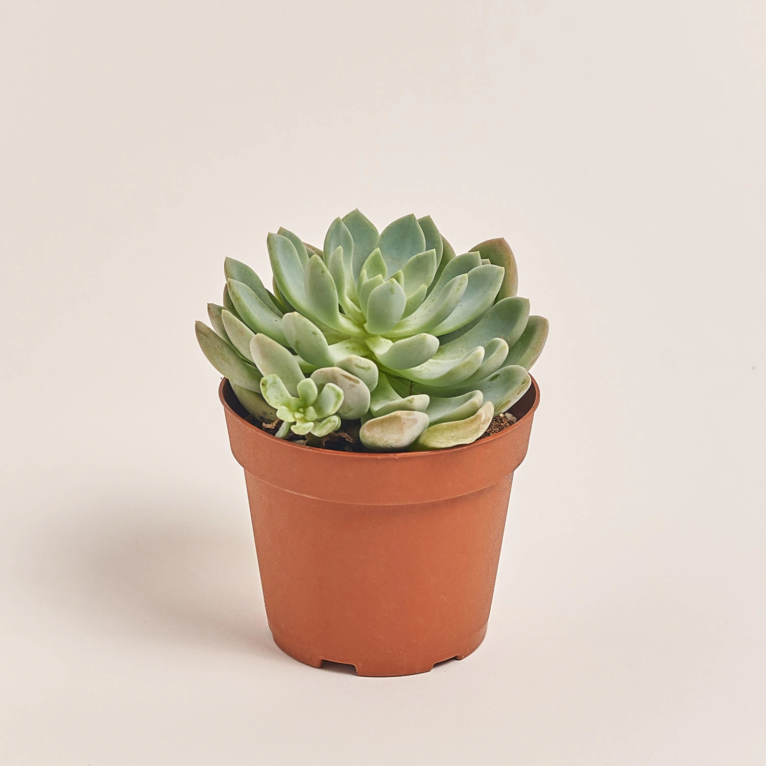 Ехеверія мікс, артикул: 38516 Зображення товару Ехеверія мікс, артикул: 38516