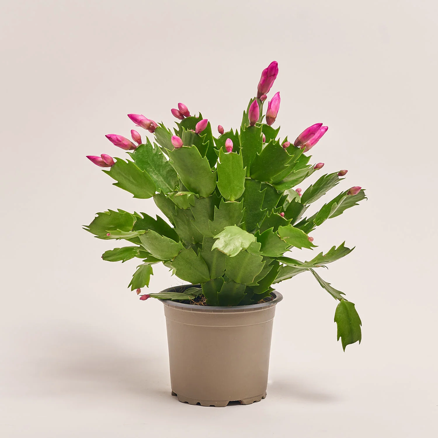 Шлюмбергера рожева, артикул: 42683 Зображення товару Шлюмбергера рожева, артикул: 42683