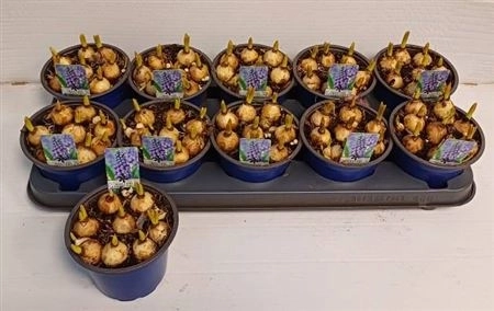 Мускарі Арменікум, артикул: 45406 Зображення товару Мускарі Арменікум, артикул: 45406