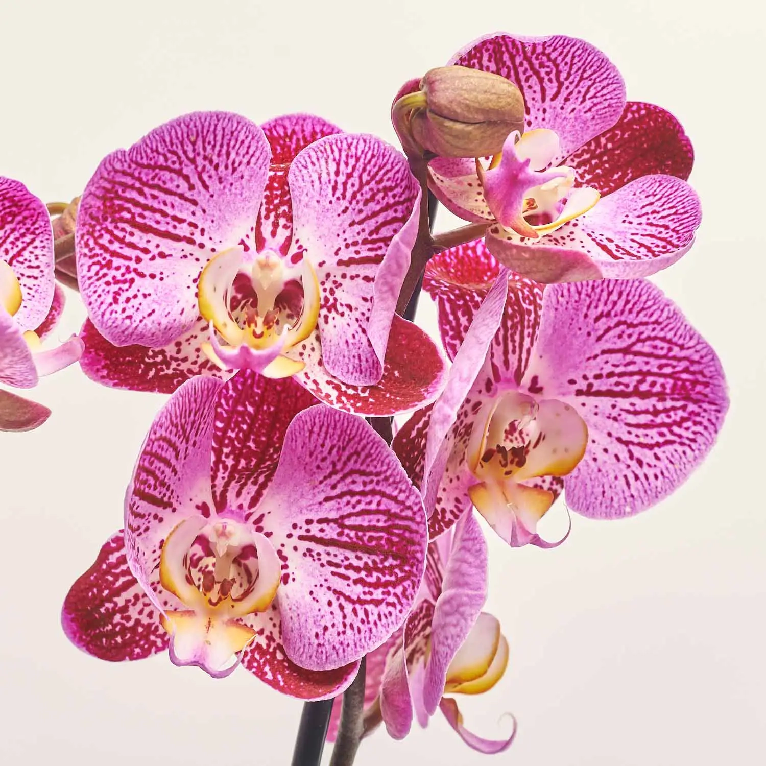 Зображення товару Фаленопсис 3ст. мікс, артикул: 1316