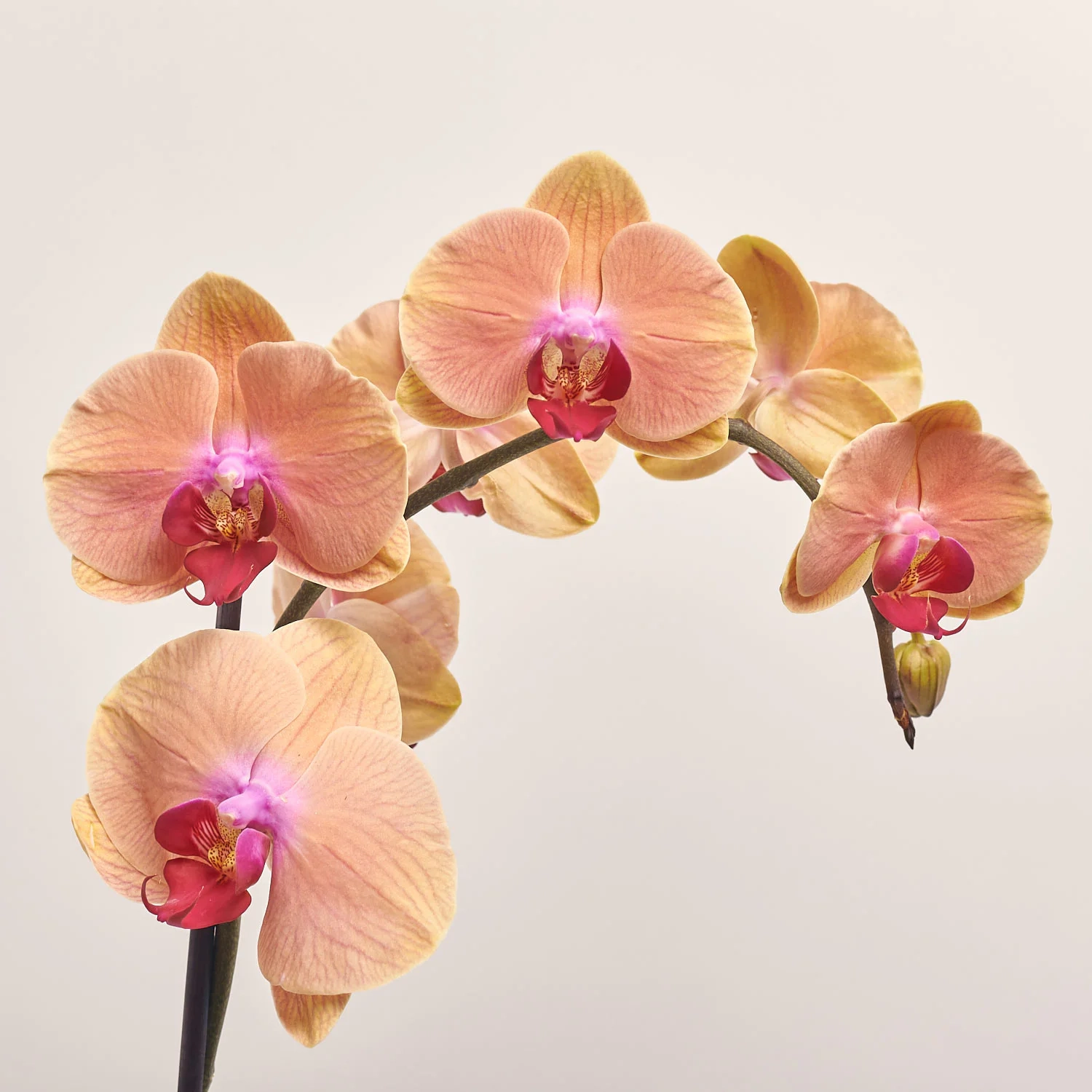 Фаленопсис 1ст. мікс, артикул: 18850 Зображення товару Фаленопсис 1ст. мікс, артикул: 18850